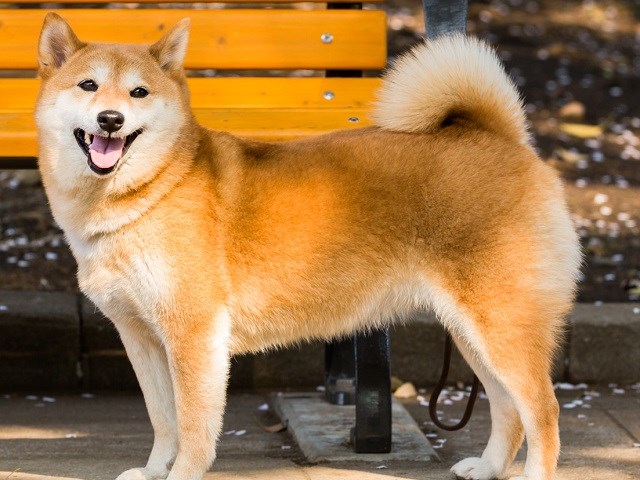 Shiba Inu thumbnail